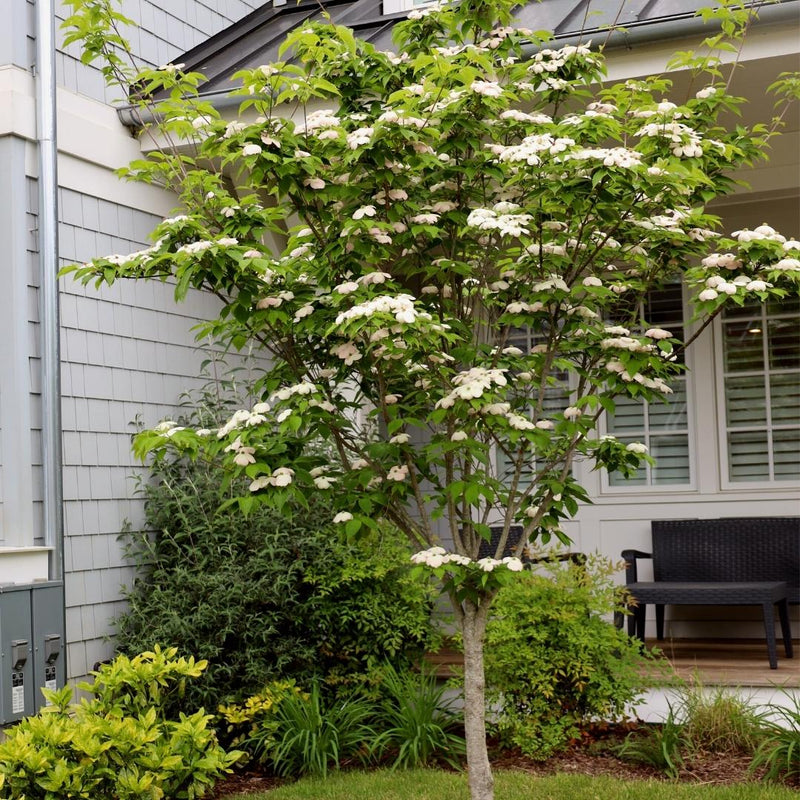 Lush Kousa dogwood tree with abundant white blossoms in garden bed