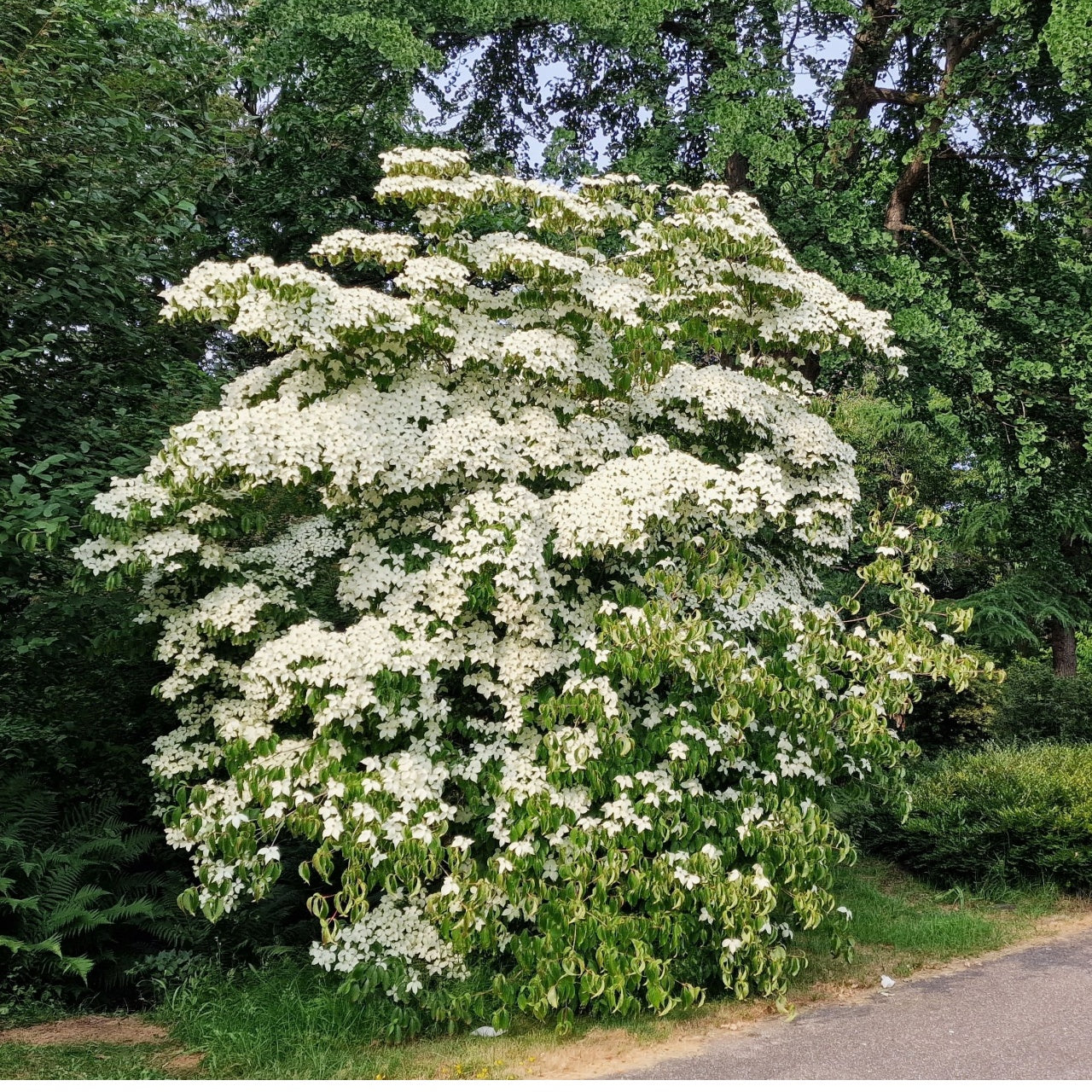 Lush Kousa dogwood bush with abundant white flowers and variegated leaves