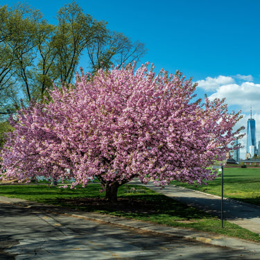 Vibrant Kwanzan cherry tree in full pink bloom with city skyline backdrop