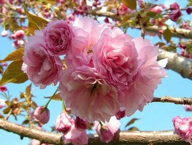 Kwanzan cherry tree with delicate pink blossoms against blue sky