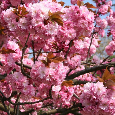 Vibrant pink Kwanzan cherry blossoms with layered petals and emerging leaves