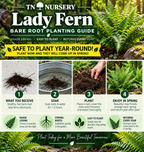 Lady Fern Planting guide 