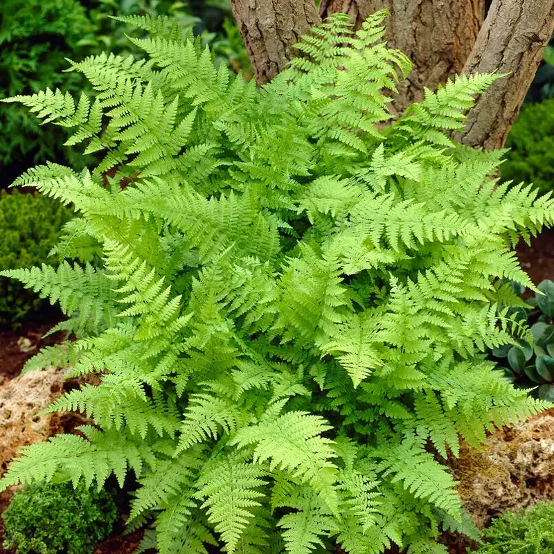 Lush Lady Fern with vibrant green feathery fronds