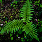 Vibrant Lady Fern fronds with delicate segmented leaves on mossy forest floor