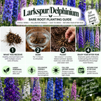 A bare root planting guide for Larkspur/Delphinium flowers, featuring four numbered steps with illustrations and text: what you receive, soak, plant, and enjoy year after year. The guide is set against a background of purple and blue delphinium flowers.