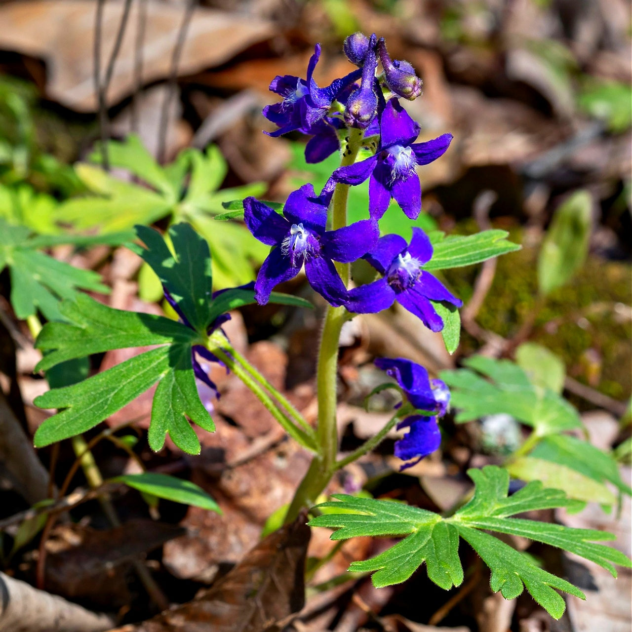 Vibrant purple Larkspur Plant delphinium flowers with white centers and green leaves