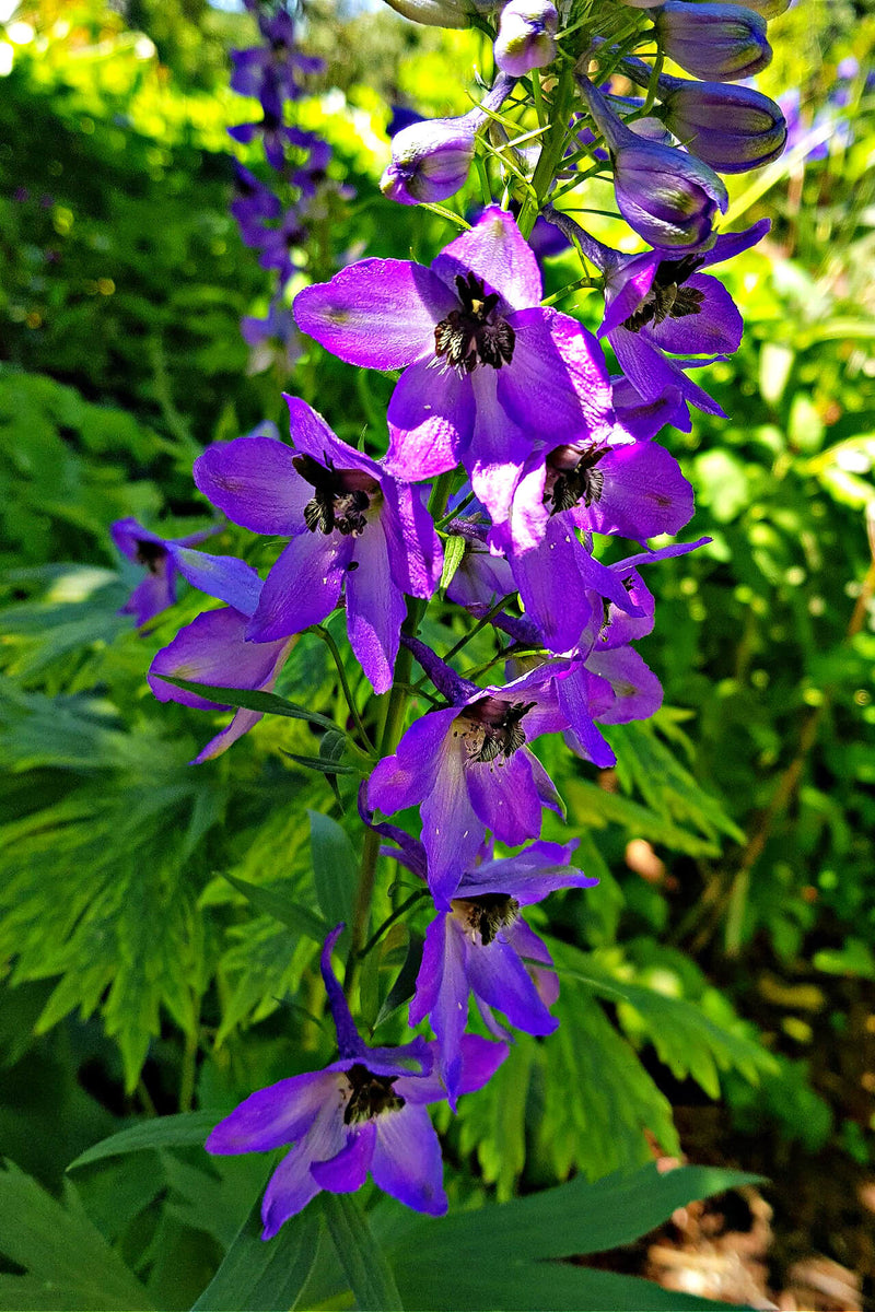 Vibrant purple Larkspur Plant delphinium flower on tall stem with lush foliage