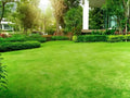 Lush green lawn with trimmed hedges and tropical plants around Lawn Moss building