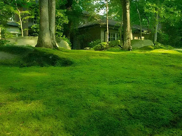 Lush emerald-green moss blankets Lawn Moss ground under dappled sunlight