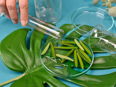 Harnessing Nature For Healing: Plants Against Cancer