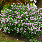Lush lilac shrub with clusters of light purple flowers on green foliage