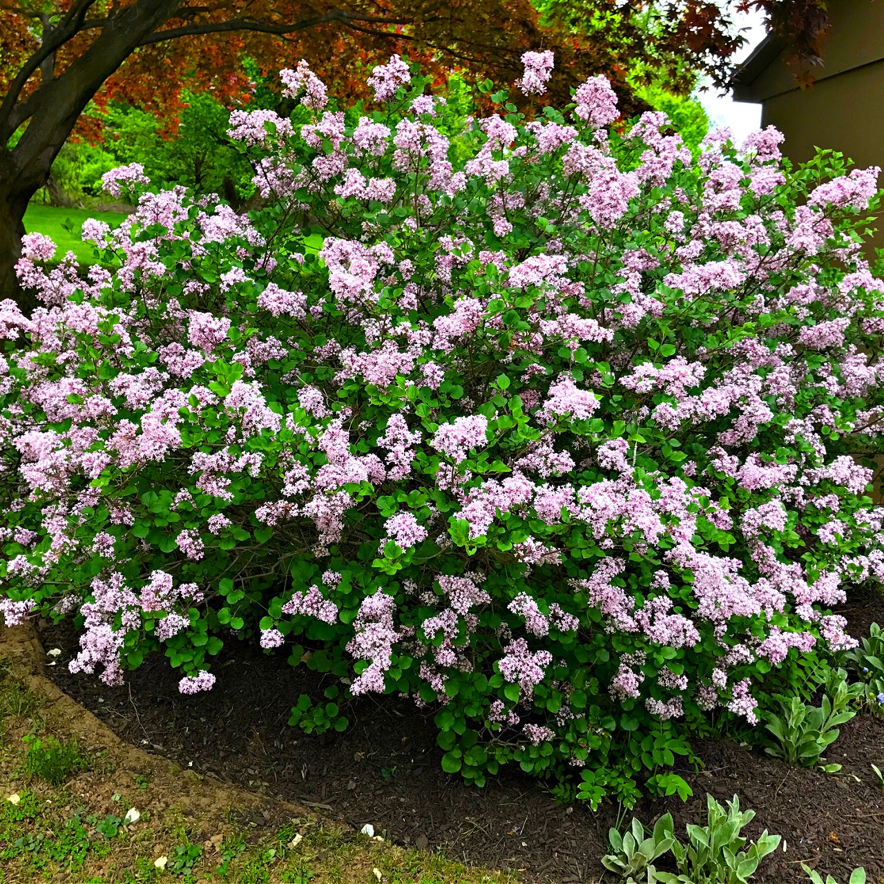 Lush lilac shrub with clusters of light purple flowers on green foliage