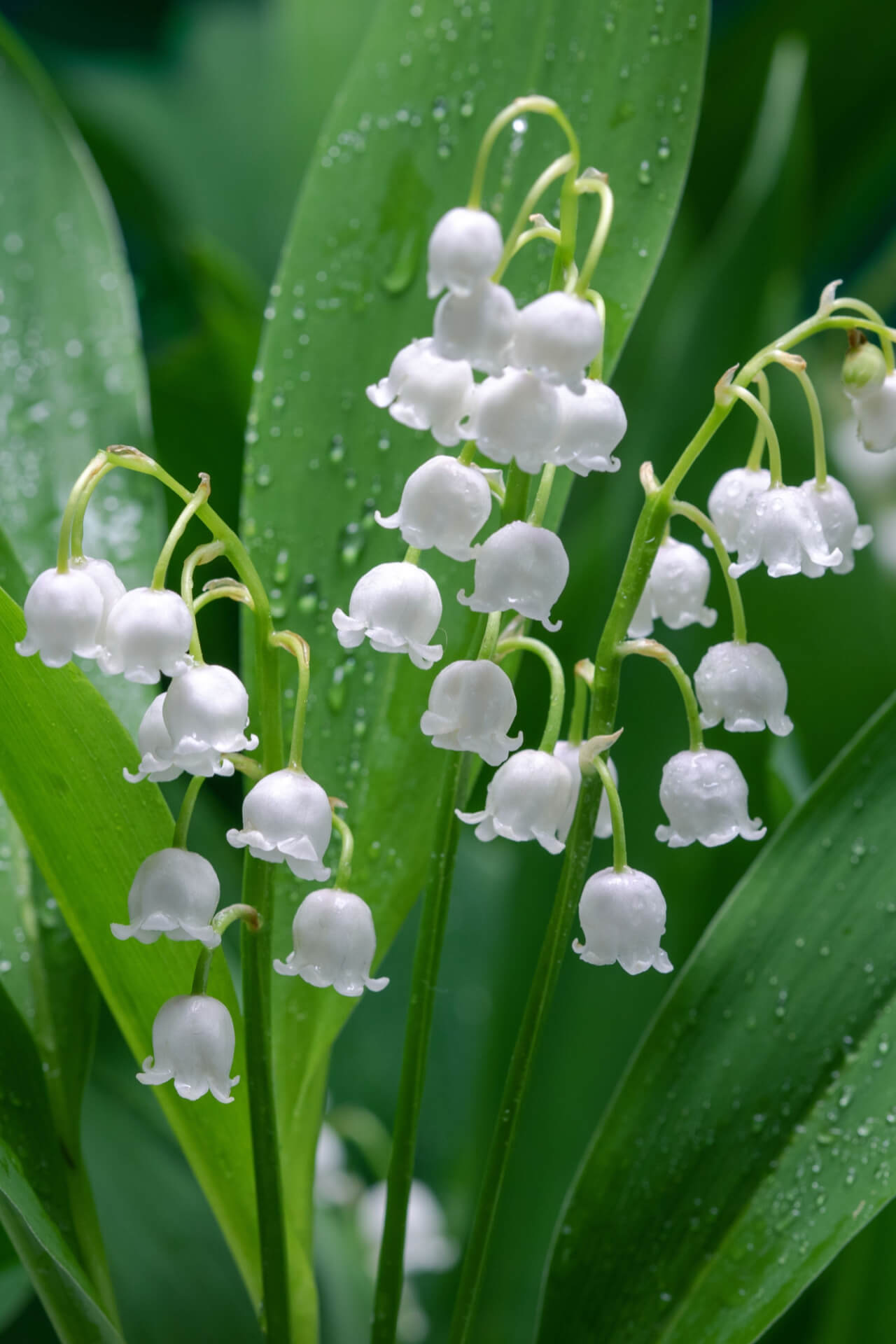 Lily of the valley plant with delicate white bell flowers and dewdrops