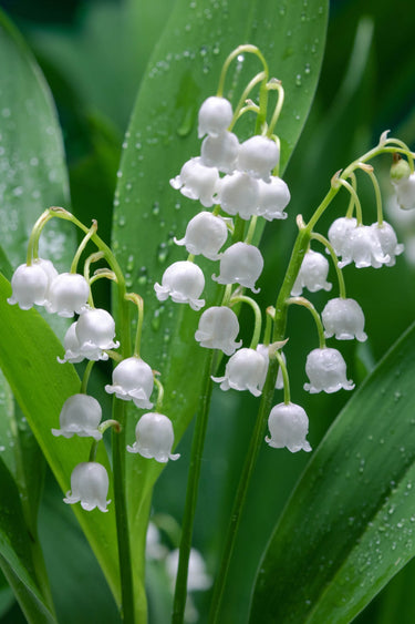 Lily of the valley plant with delicate white bell flowers and dewdrops