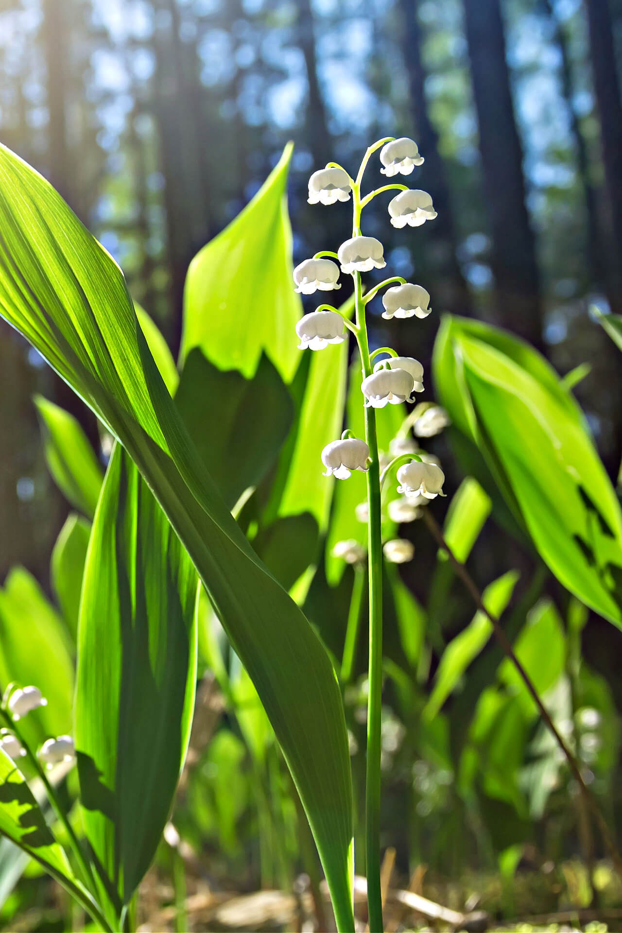 TN Nursery Lily Of The Valley Plant - Thumbnail 2