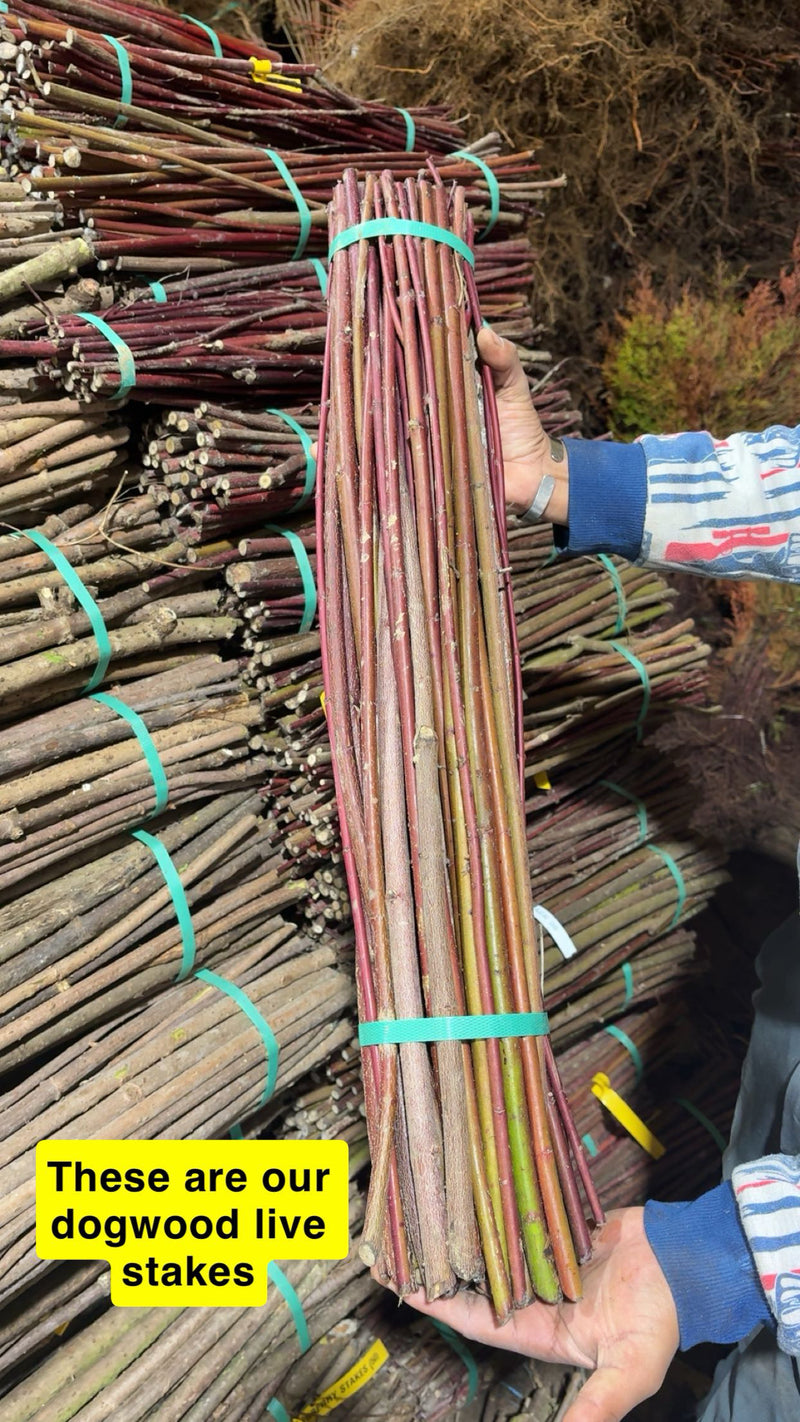 Roughleaf Dogwood live stakes bundle tied with teal bands