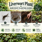 Liverwort planting guide - TN Nursery