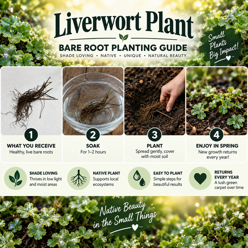 Liverwort planting guide - TN Nursery