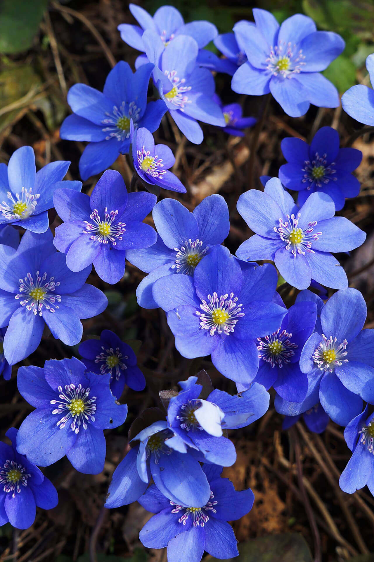Vibrant blue hepatica liverwort plant flowers with delicate petals