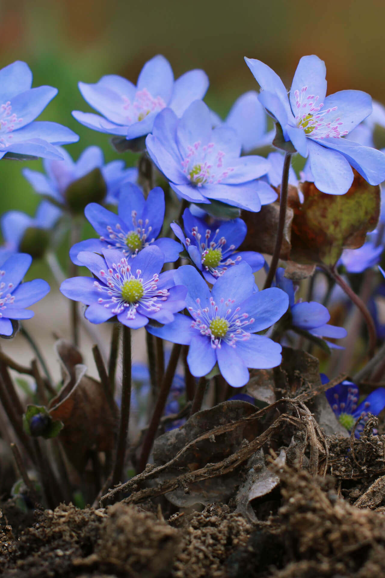 Delicate blue hepatica liverwort flowers with pink stamens in earthy soil