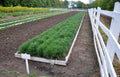 Loblolly pine seedlings in wooden planter with grass, white picket fence on tilled soil