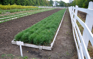 Loblolly pine seedlings in wooden planter with grass, white picket fence on tilled soil