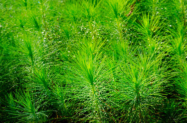 Rows of Loblolly Pine seedlings with vibrant green needles in rich brown soil