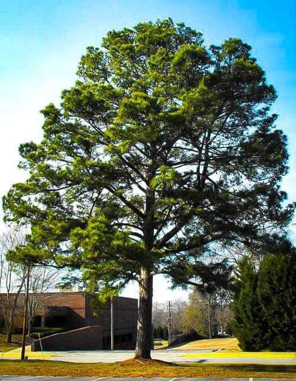 Tall Loblolly pine tree with dense green foliage and sturdy trunk against blue sky