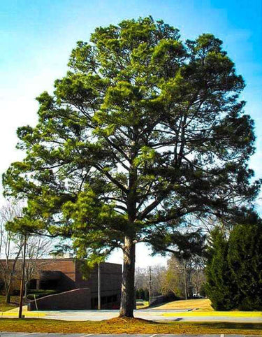 Tall Loblolly pine tree with dense green foliage and sturdy trunk against blue sky