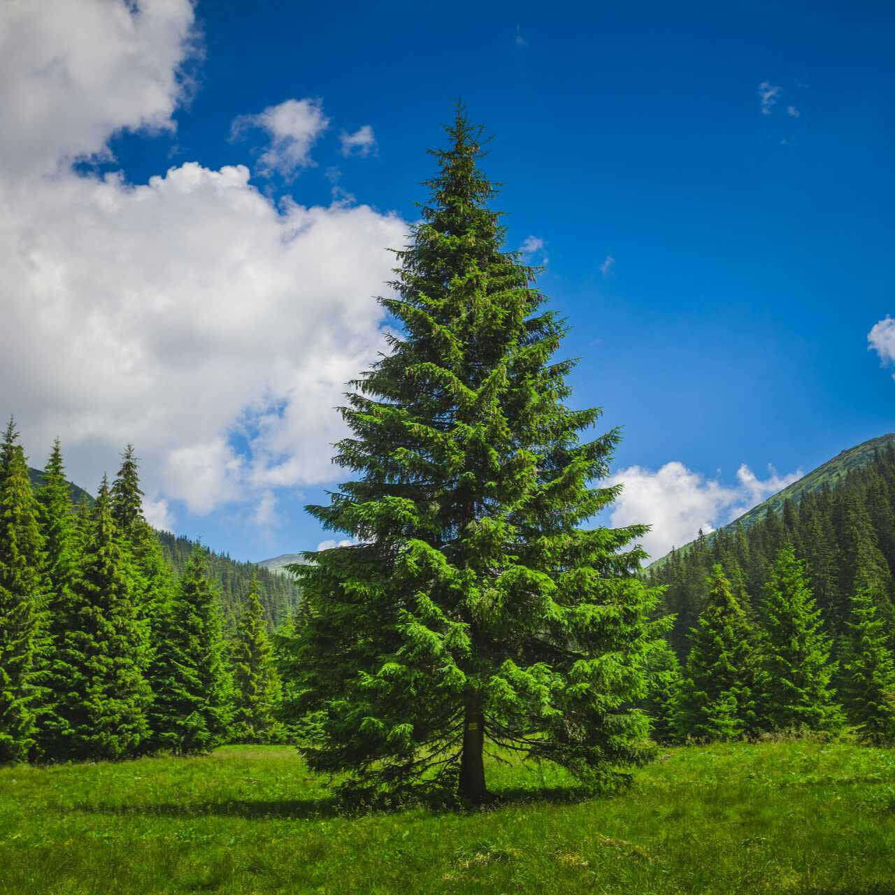 Tall vibrant Loblolly pine tree in sunlit meadow under blue sky