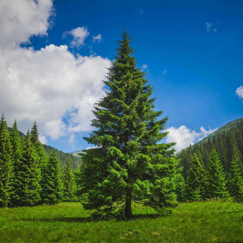 Tall vibrant Loblolly pine tree in sunlit meadow under blue sky