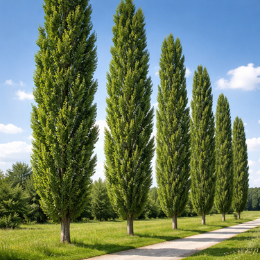 Lombardy poplar trees lining paved path under blue sky