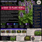 An educational infographic poster about the Lyreleaf Sage Plant (Salvia lyrata) by Tinsley's Nursery. The poster features a large central photo of purple flowers and green leaves, with extensive text detailing its characteristics, pollinators, planting tips, and care instructions.