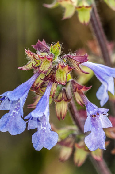 Lyreleaf Sage Plant with delicate blue salvia flowers and fuzzy reddish-purple buds