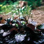 Lyreleaf Sage Plant with dark glossy burgundy leaves and budding flowers