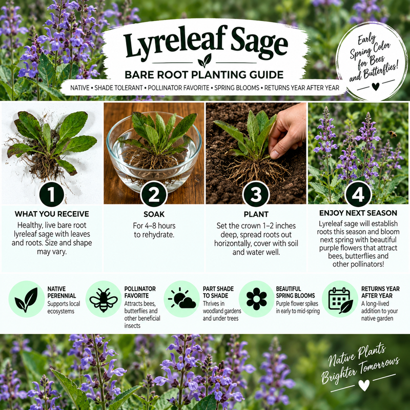 A Lyreleaf Sage bare root planting guide infographic showing a step-by-step guide with photos of a root ball, soil, and blooming purple flowers, accompanied by text instructions and care tips.
