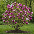 Magnolia Jane #1 Gal - TN Nursery