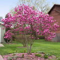 Vibrant pink Magnolia Jane tree in full bloom, 1 gal, with fallen petals