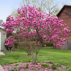 Vibrant pink Magnolia Jane tree in full bloom, 1 gal, with fallen petals