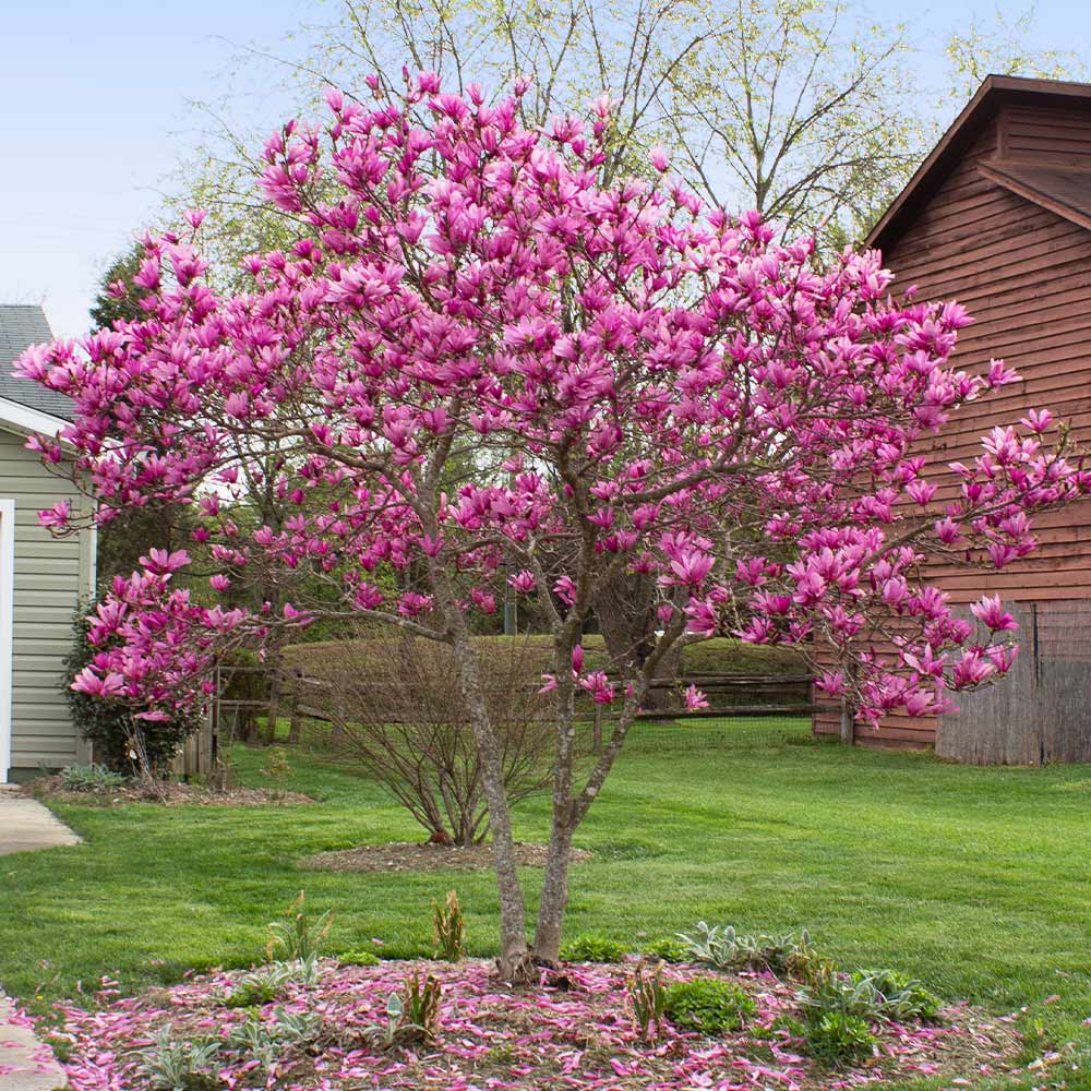 Vibrant pink Magnolia Jane tree in full bloom, 1 gal, with fallen petals