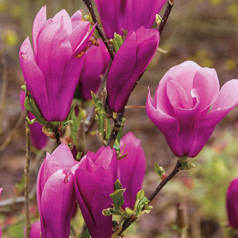 Vibrant magenta Magnolia Jane Tree 1 Gal blossoms with layered petals