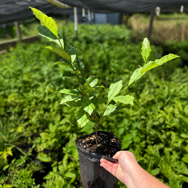 Magnolia Jane #1 Gal - TN Nursery