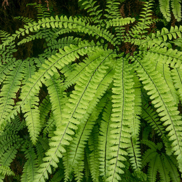 Vibrant lime-green Maidenhair Fern fronds with feathery leaves
