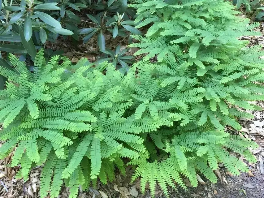 Lush Maidenhair Fern with vibrant green feathery fronds
