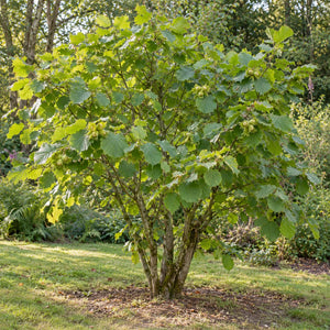 hazel nut tree - TN Nursery