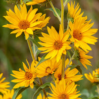 Maximilian Sunflower Plant