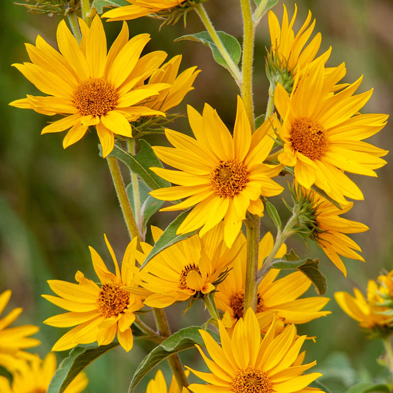 Maximilian sunflower plant with bright yellow petals and brown centers