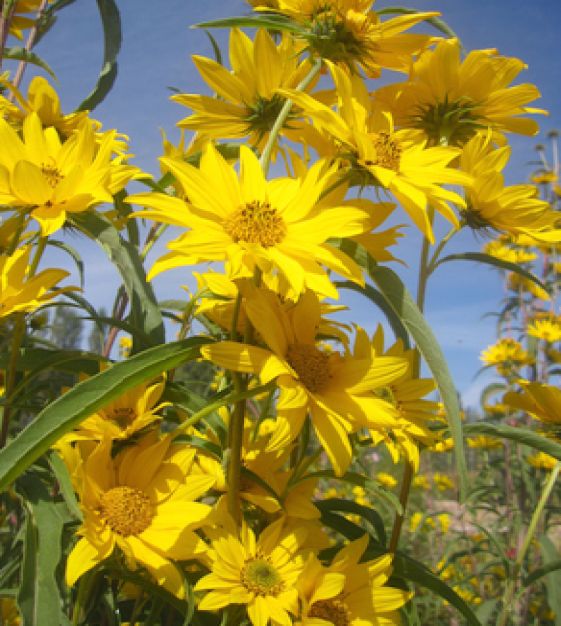 Maximilian sunflower plant: bright yellow blooms with golden centers in field
