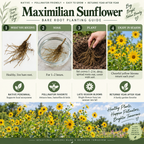 Maximilian Sunflower Plant