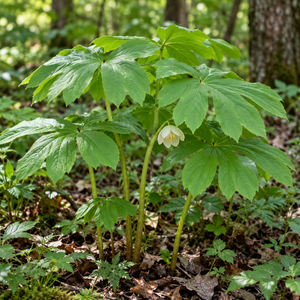 Mayapple Plants For Sale 